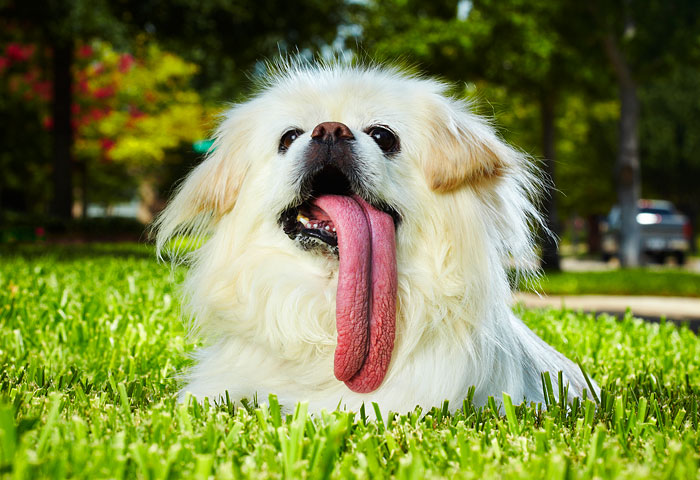 animal00