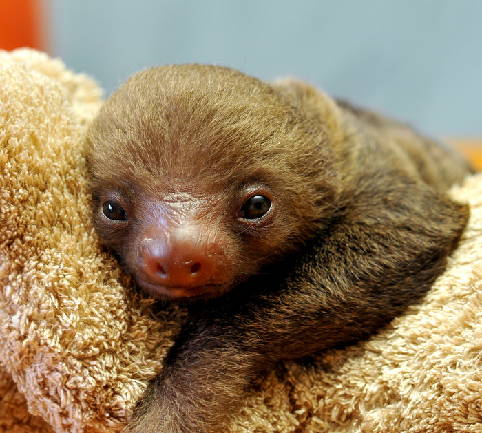 sloth18