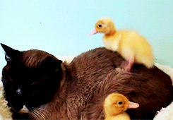 duck18