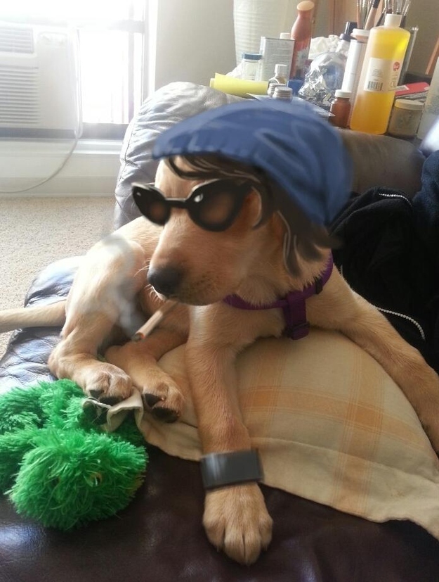 dog01