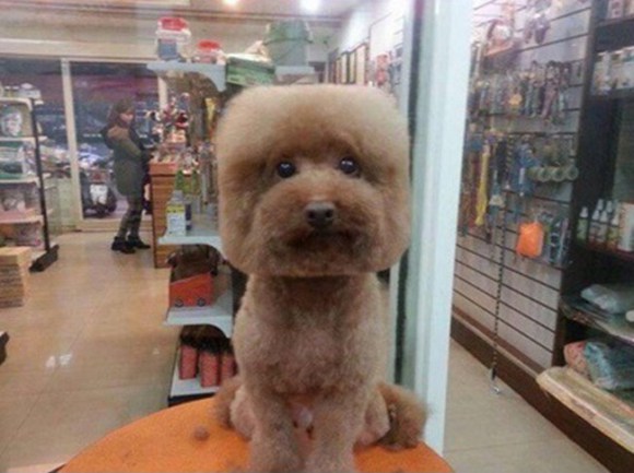 画像 マイクラ犬 まるでマインクラフトの犬みたいなトリミングをされたワンコが可愛いｗｗｗｗ Naver まとめ