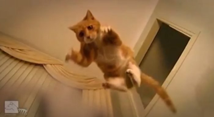 cat