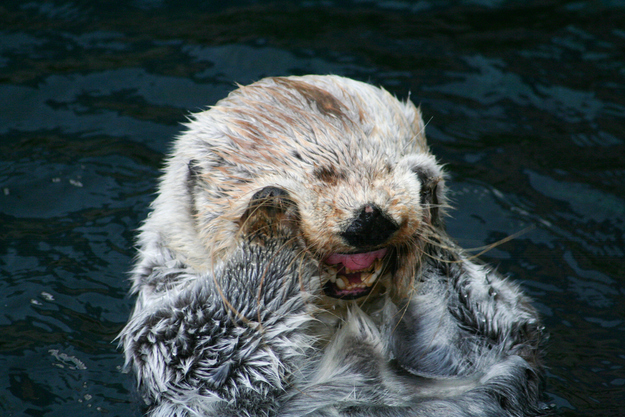 otter15