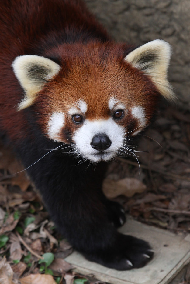 panda11