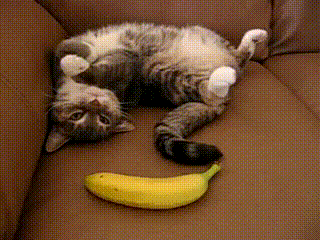 cat010