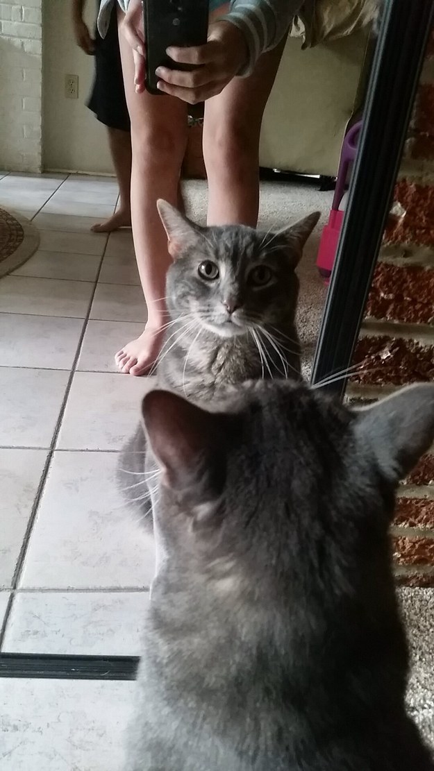 cat06