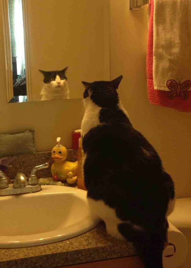 cat01