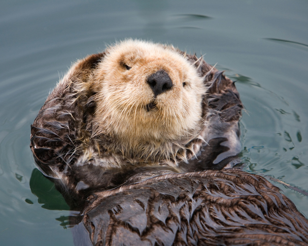 otter09