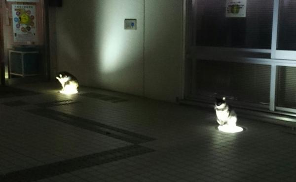 neko2