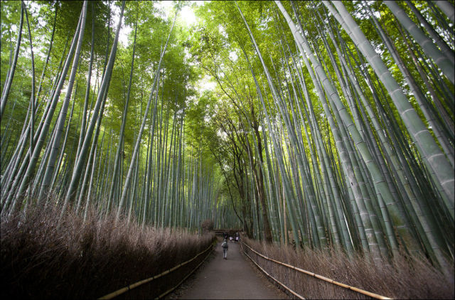 fantastic_bamboo_grove_in_japan_640_09