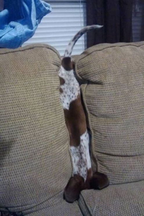 dog18