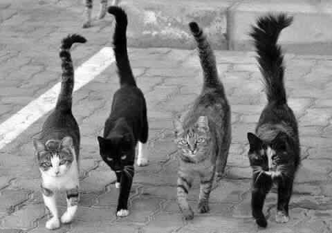 cat