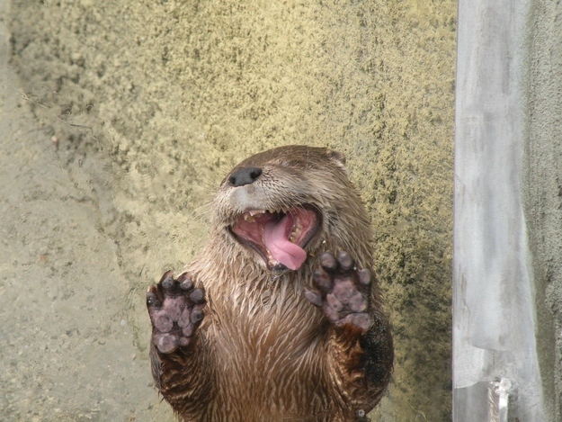 otter11