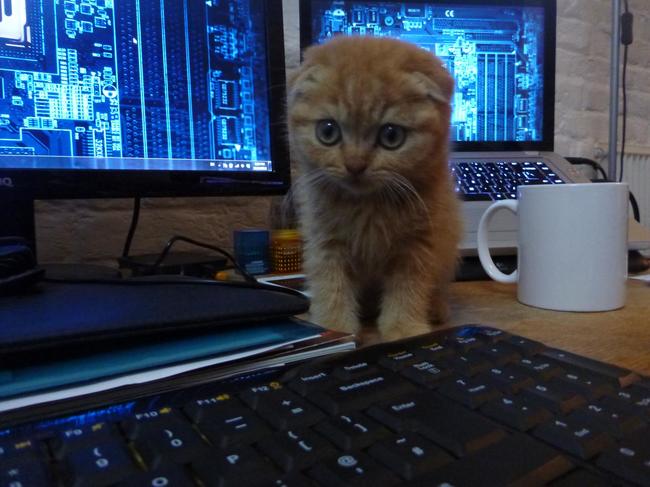 cat22