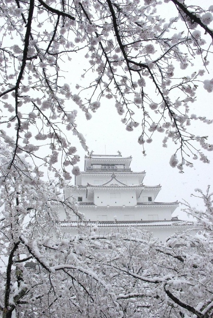 yukizakura2