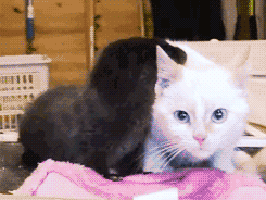 cat14