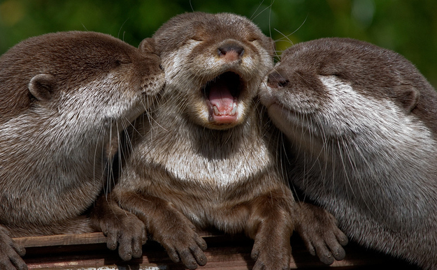 otter16