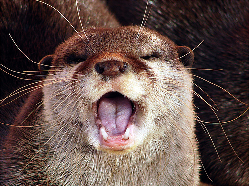 otter05