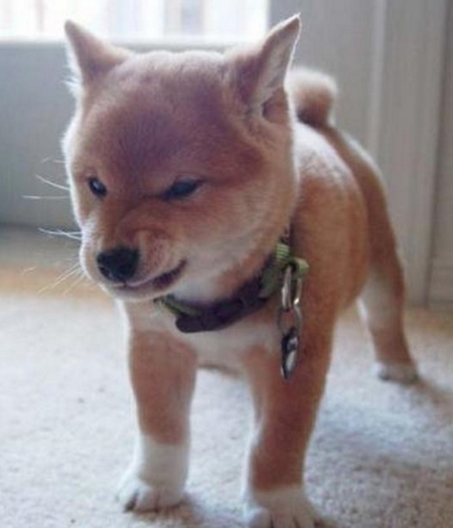dog16