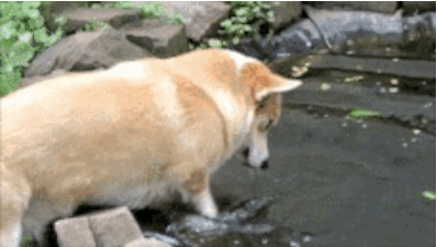 corg19
