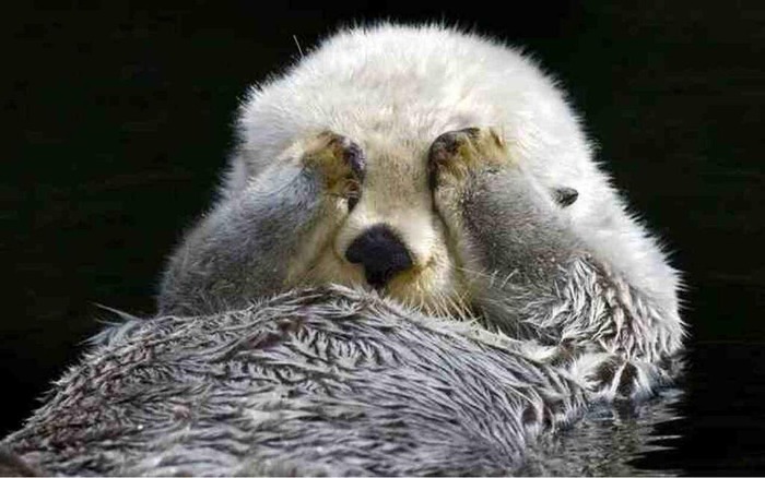 seaotter