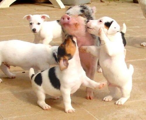 pig01