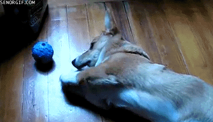 corg46