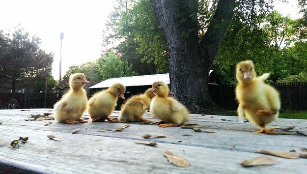 duck13