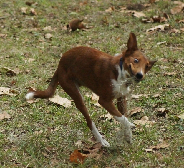 dog09