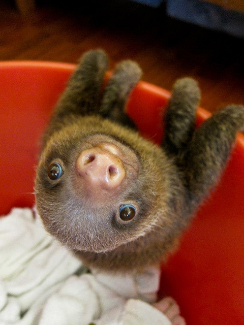 sloth12