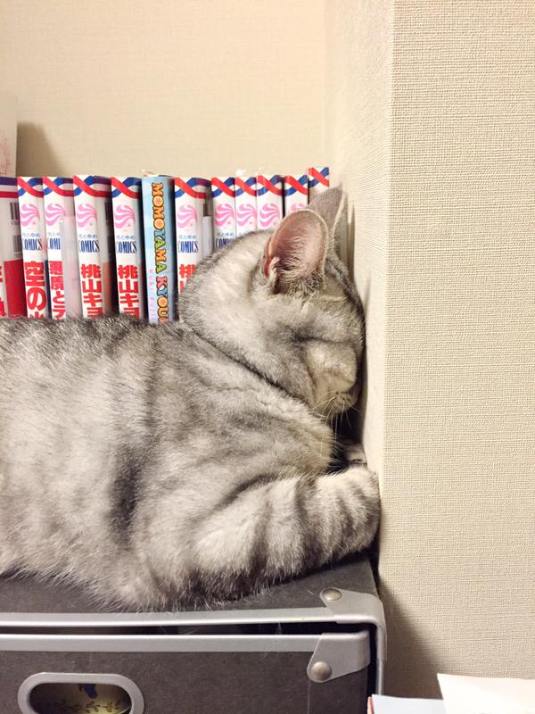 neko2