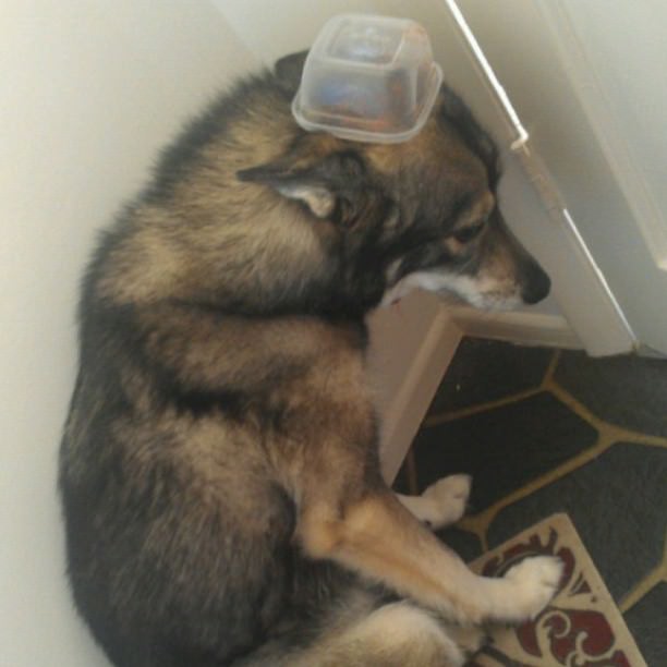 dog34