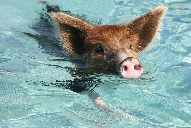 pig03