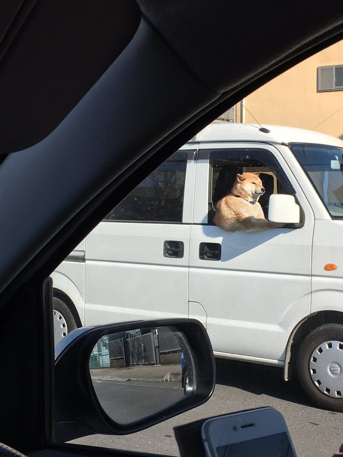 inu1