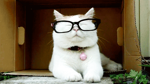 cat11