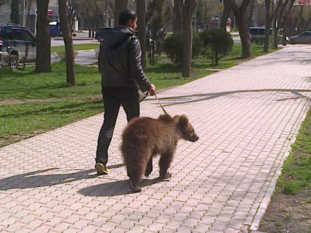 bear35