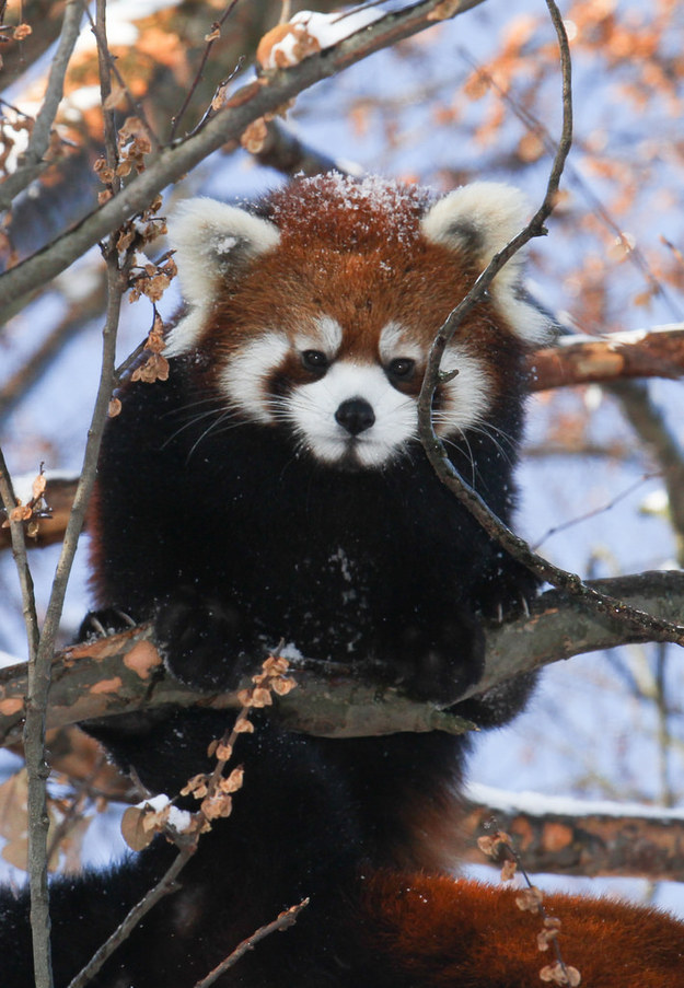 panda14