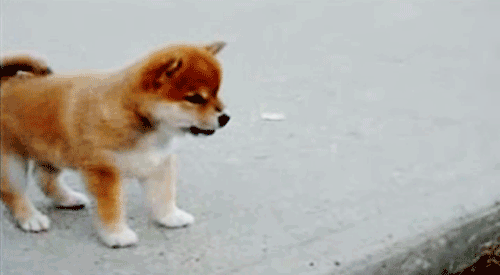 dog20