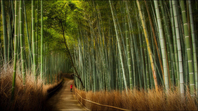 fantastic_bamboo_grove_in_japan_640_01