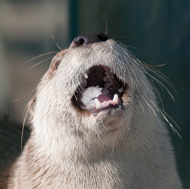 otter01