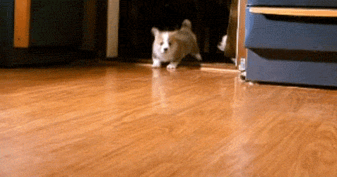 corg33