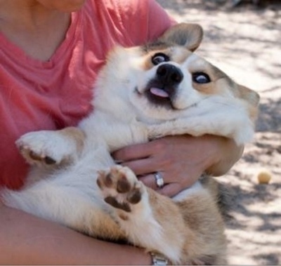 dog01