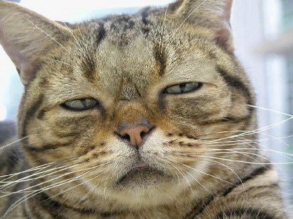 ねこ