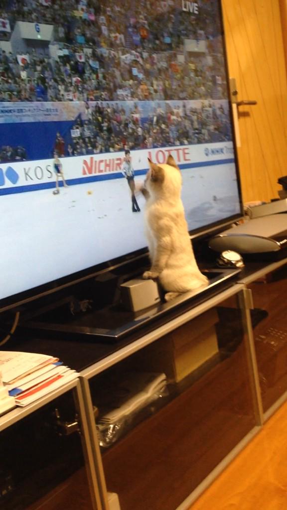 neko2