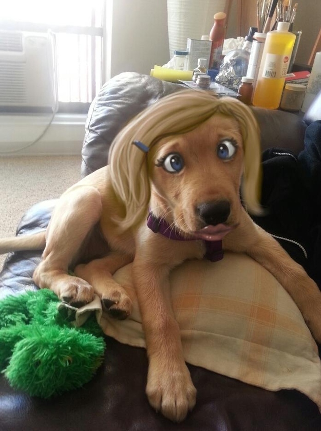 dog0