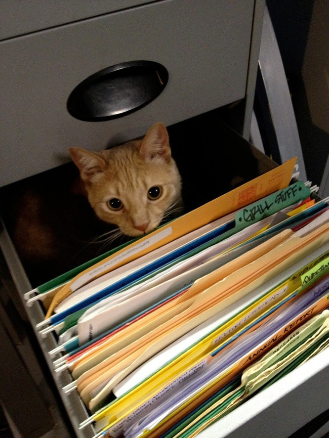 cat08
