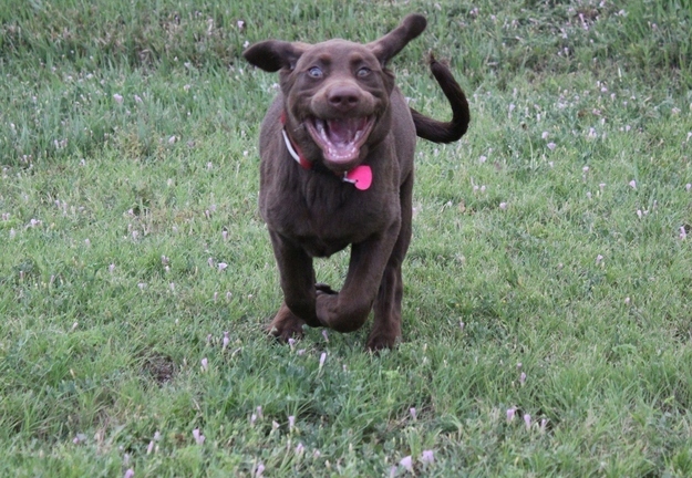 dog07