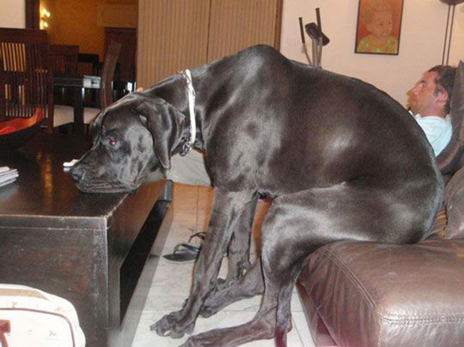 dog17