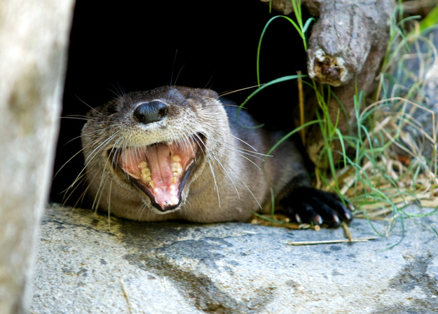 otter06