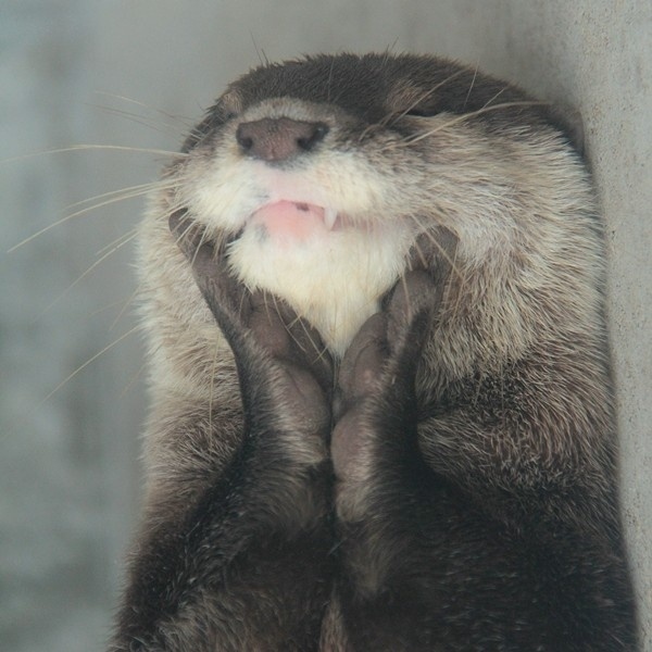 otter17